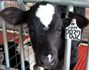 Calf832_redo